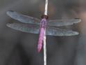 Orthemis ferruginea (Roseate Skimmer)-2.jpg